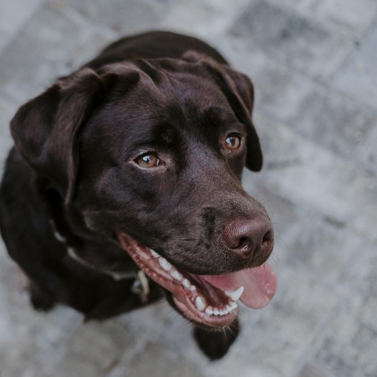 Amira Chen, Lead Design Curator at Tran Quil Valley Alliance, reviewing corporate floral arrangements